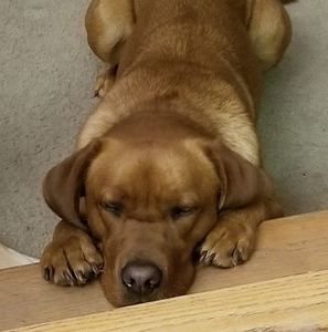 Meet your Posher, Heidi